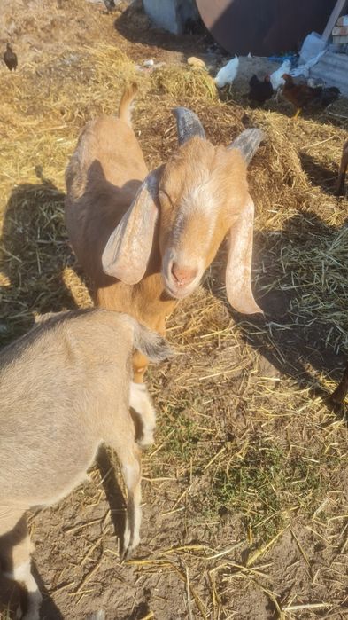 Продаються кози.