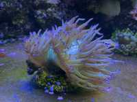Catalaphyllia koral LPS akwarium morskie
