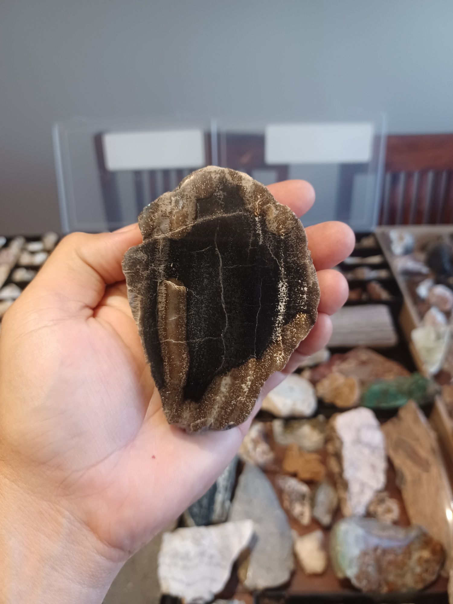 Minerały skamieniałości skały skrzemieniałe drewno