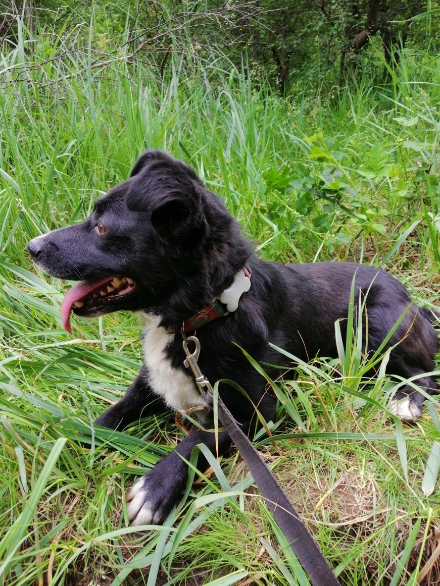 KRECIK wesoły łagodny psiak poleca się do adopcji