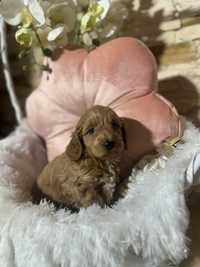 Suczka cockapoo, mama cocker spaniel, tata pudel toy