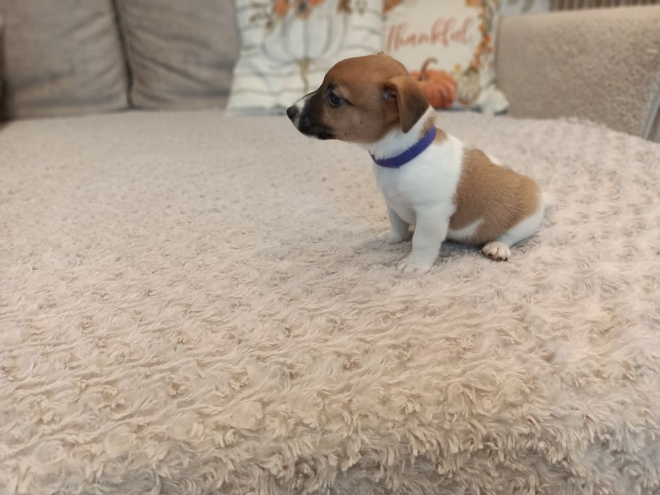Sprzedam Jack Russell Terrier Piesek