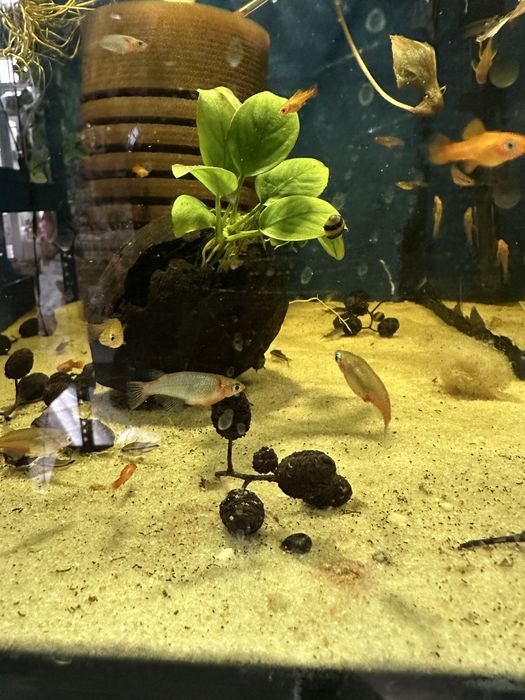 Oryzias woworae od Max zoo