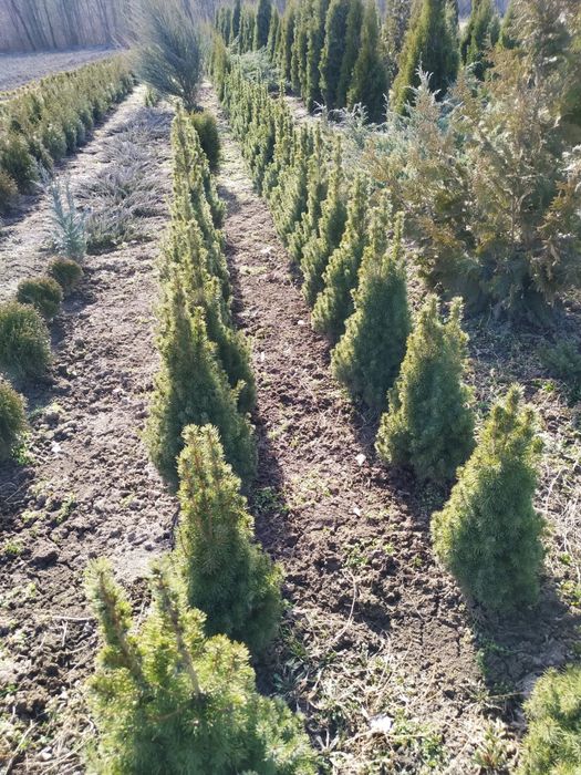 Туя смарагд +кашпо - є знижки