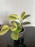 Переромія туполиста. Obtusifolia Variegata.