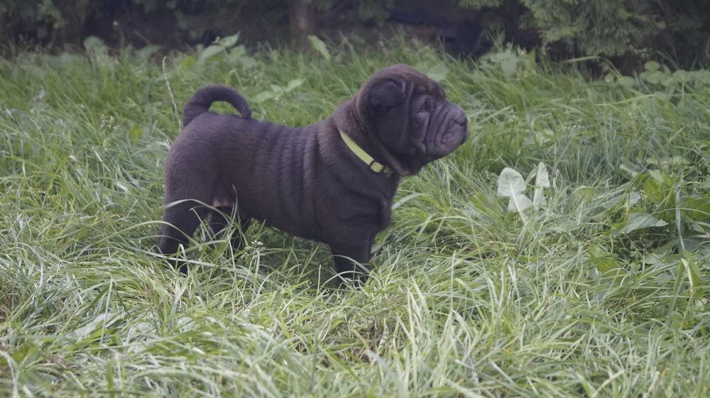 Enzo ,cudny szczeniak Shar Pei z rodowodem