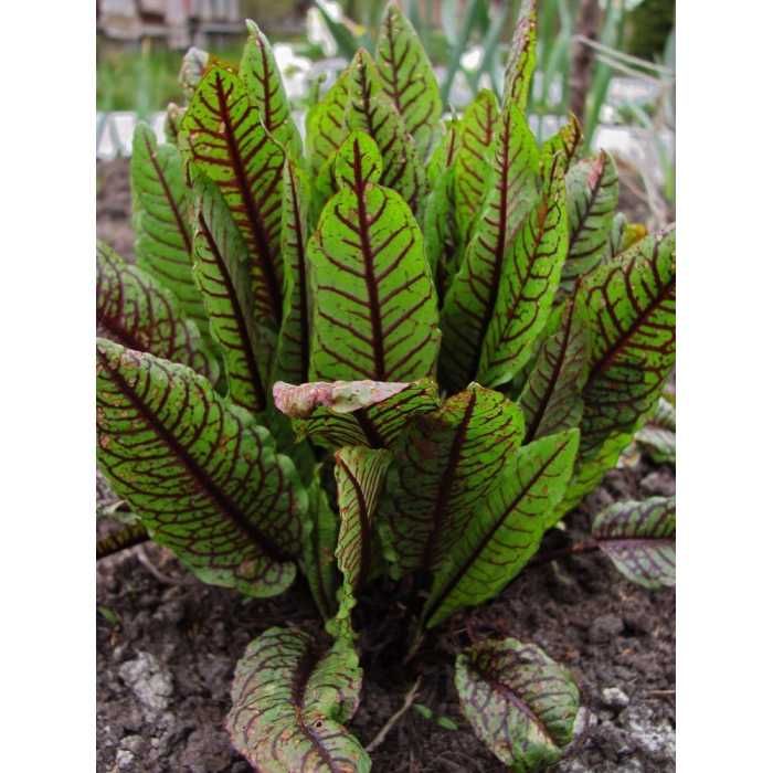 Саженцы кровавый щавель книфофия примула морозник