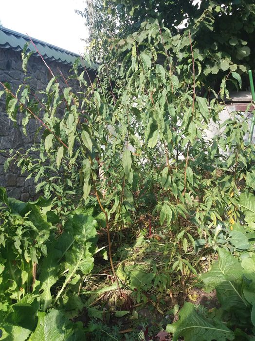 Саженец персика дикий. четырёхлетний. Плодоносит.