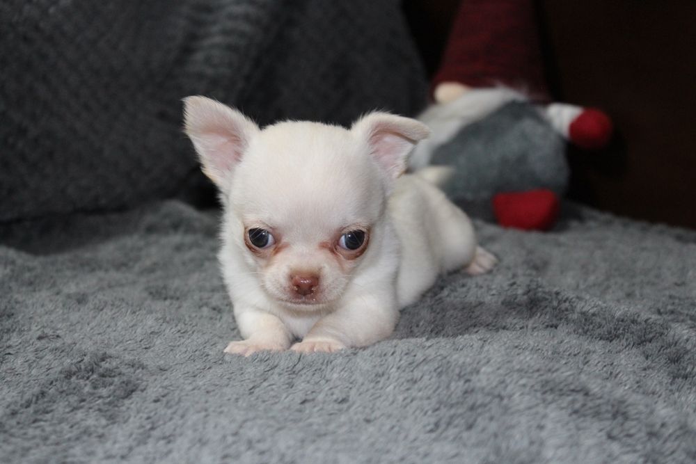 Найкращi і найвiрнiші друзi для вашої родини