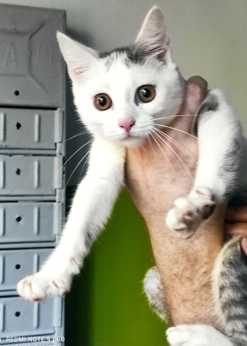 Трогательный ко енок мальчик (3 мес) ищет дом! Котята в хорошие руки!