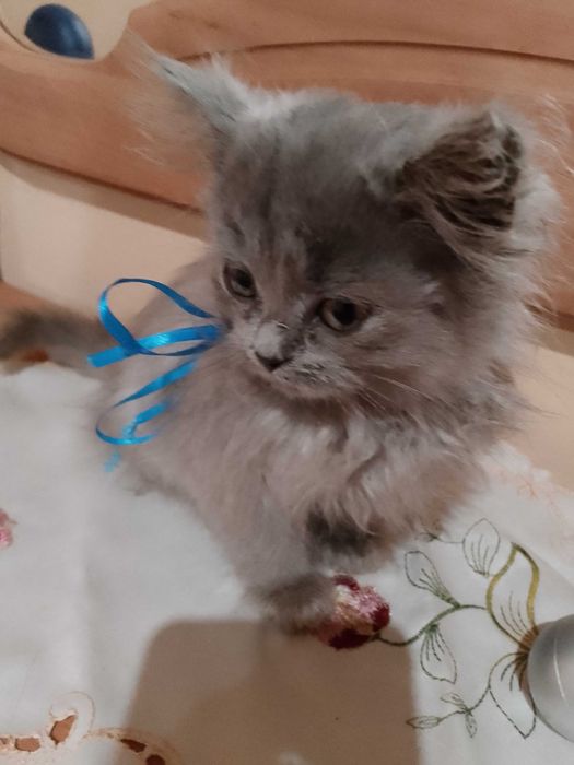 Кошенята безкоштовно