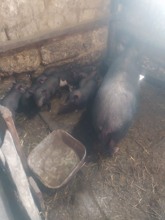 Ветнамские поросята