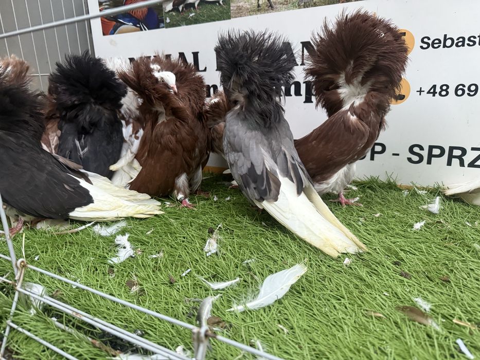 Gołębie. Perukarz. Perukarze. Możliwy transport