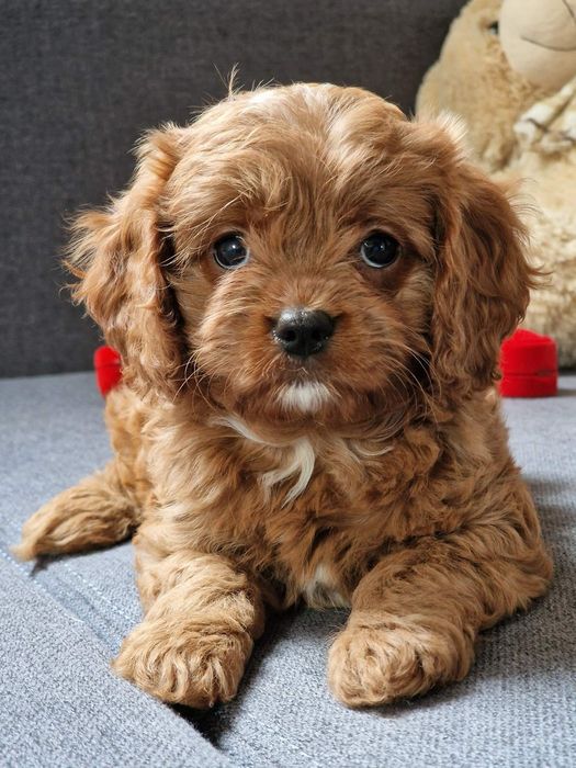 Cavapoo  кавапу  дівчатка