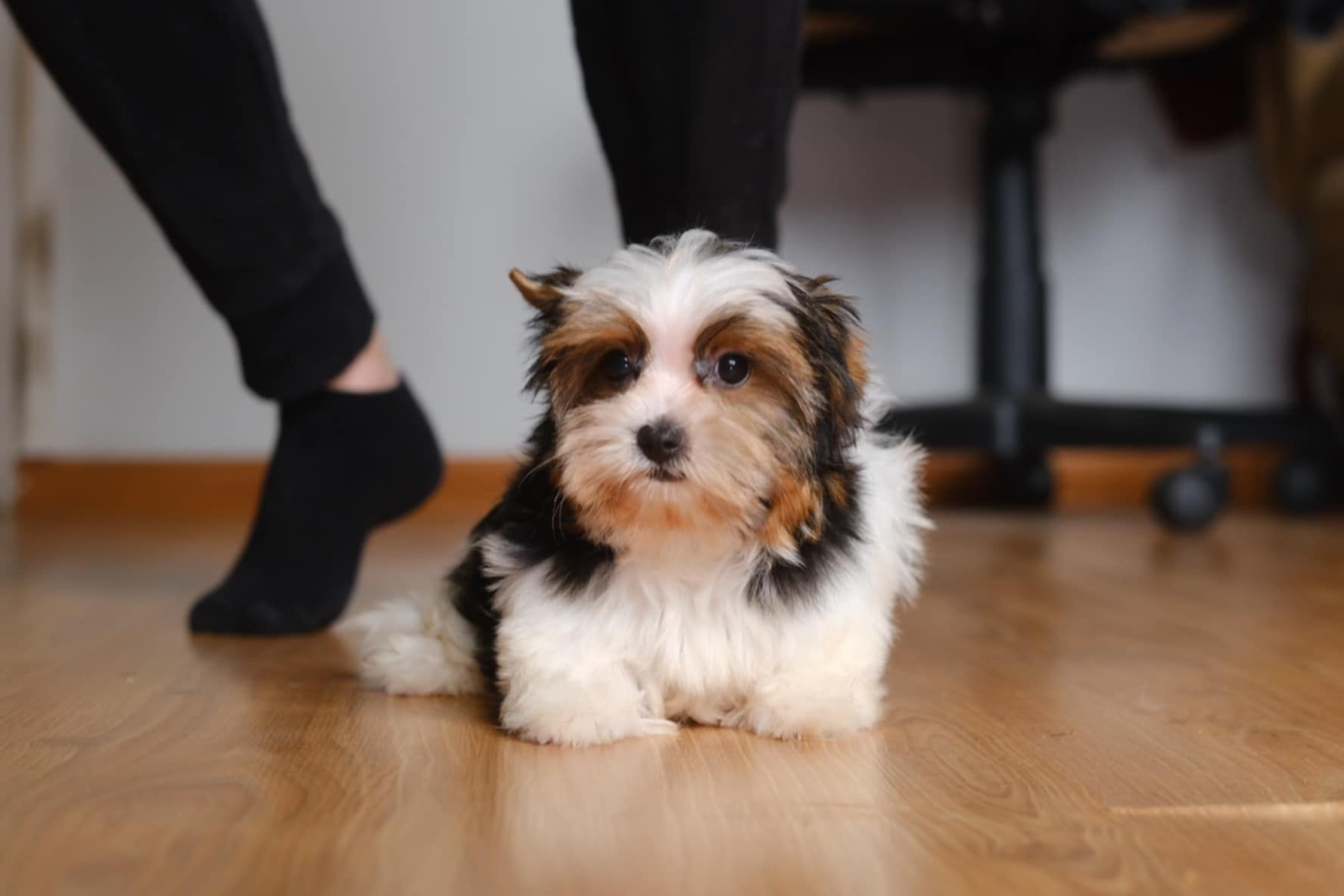 Piesek Yorkshire terrier biewer