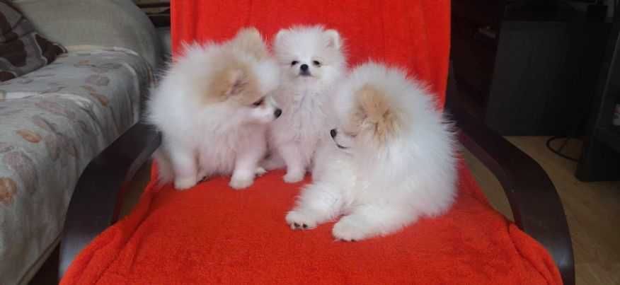 Szpic Miniaturowy Pomeranian   FCI