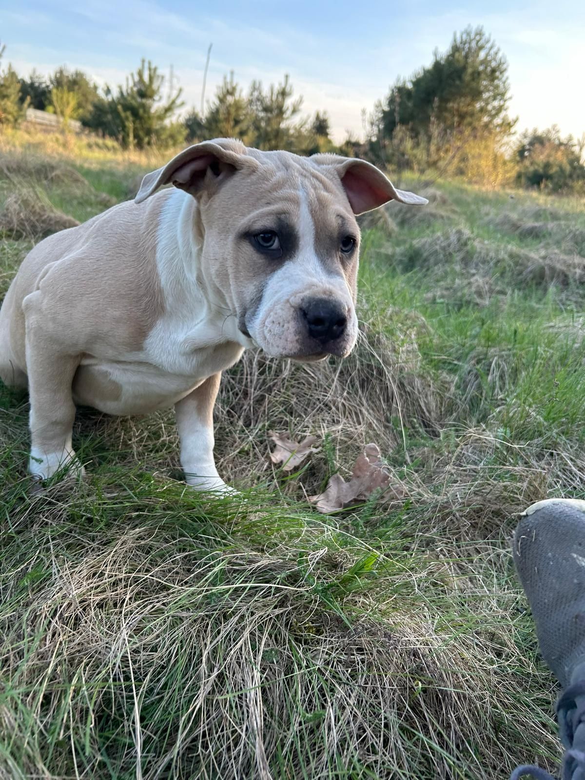 Amstaff, American Staffordshire terrier