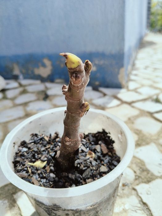 Mudas de figo lampo(preto)