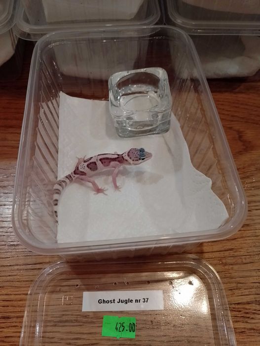 Gekon lamparci nr 37. Ghost Jungle - ANIMALE