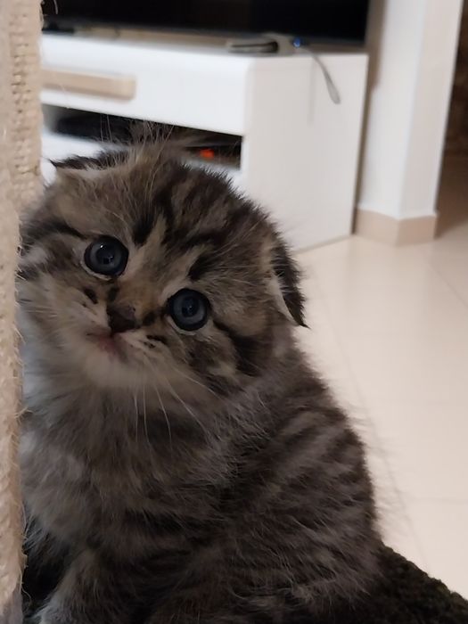 Gatinho Scottish Fold