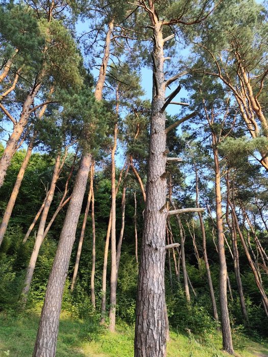 Дача с Івашківці поряд з лісом та ставком