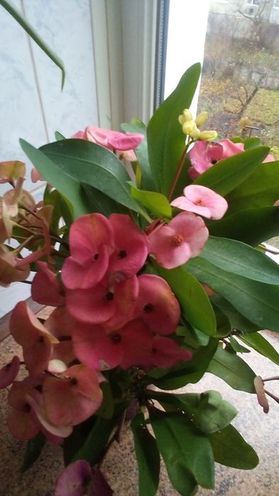 Молочай Миля крупноцветковый