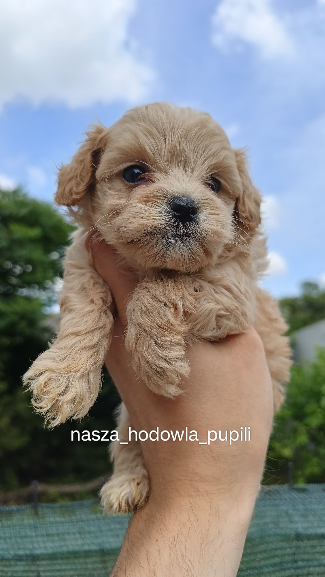 Maltipoo suczka ze sprawdzonej hodowli