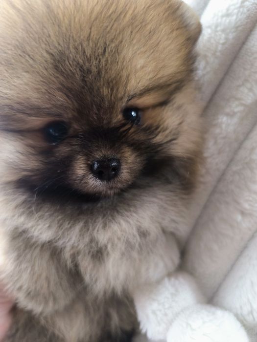 Spitz Anão Lulu da Pomerânia. Lop e Afixo Super mini. Russo