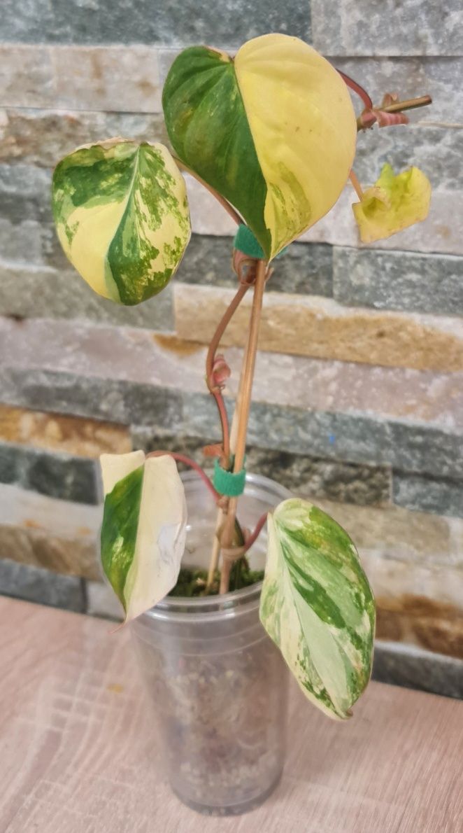 Philodendron Micans variegata,5 liści