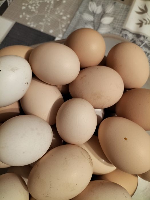 Jajka od młodych kurek