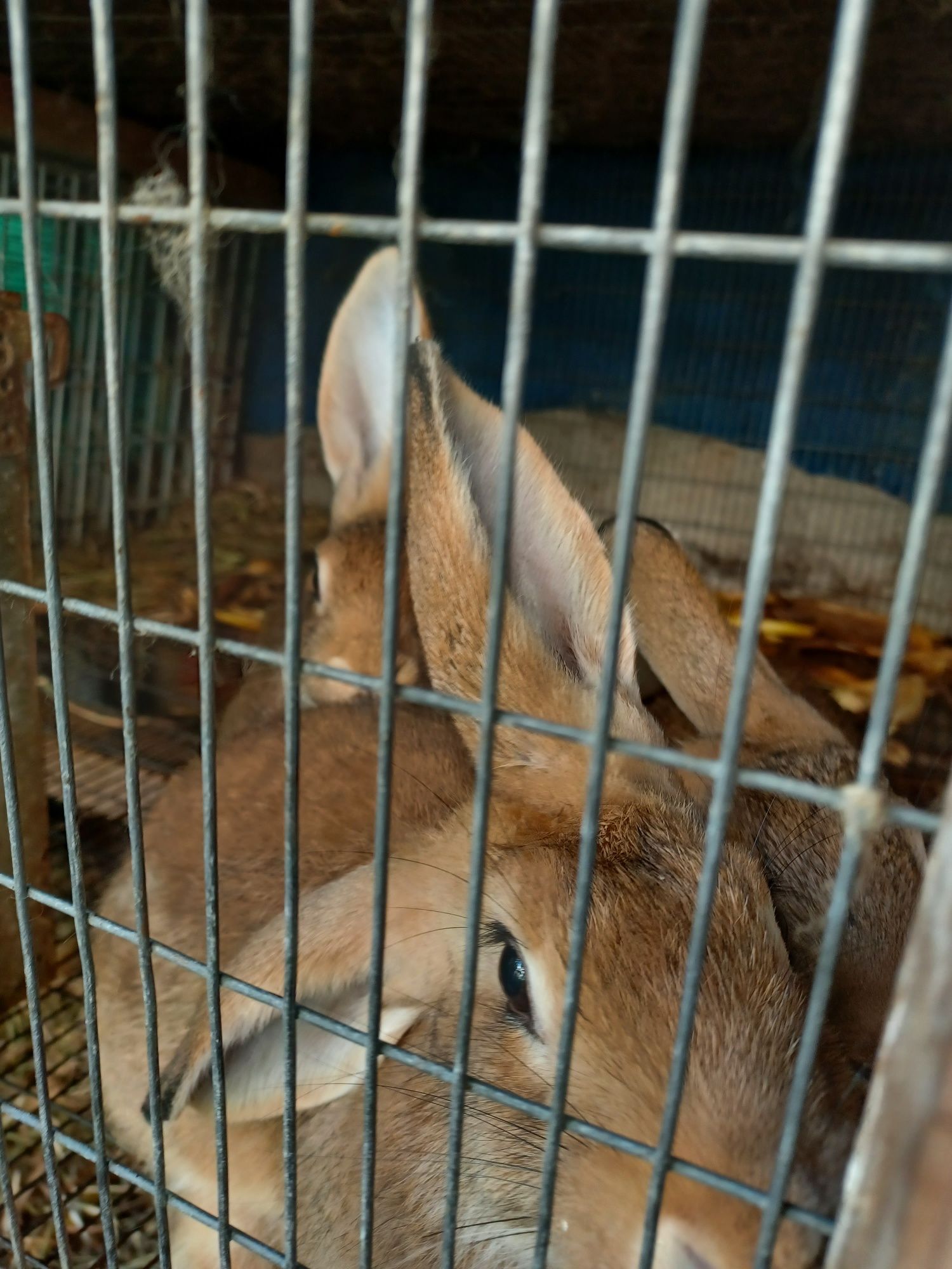 Coelhos caseiros