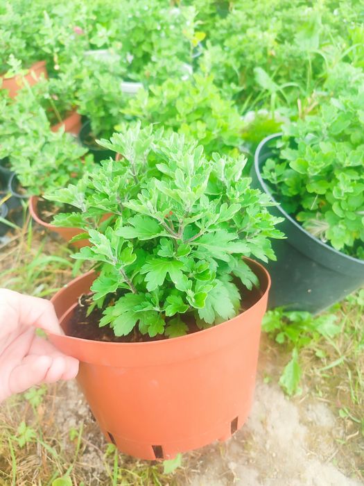 Мультифлора хризантема кущики