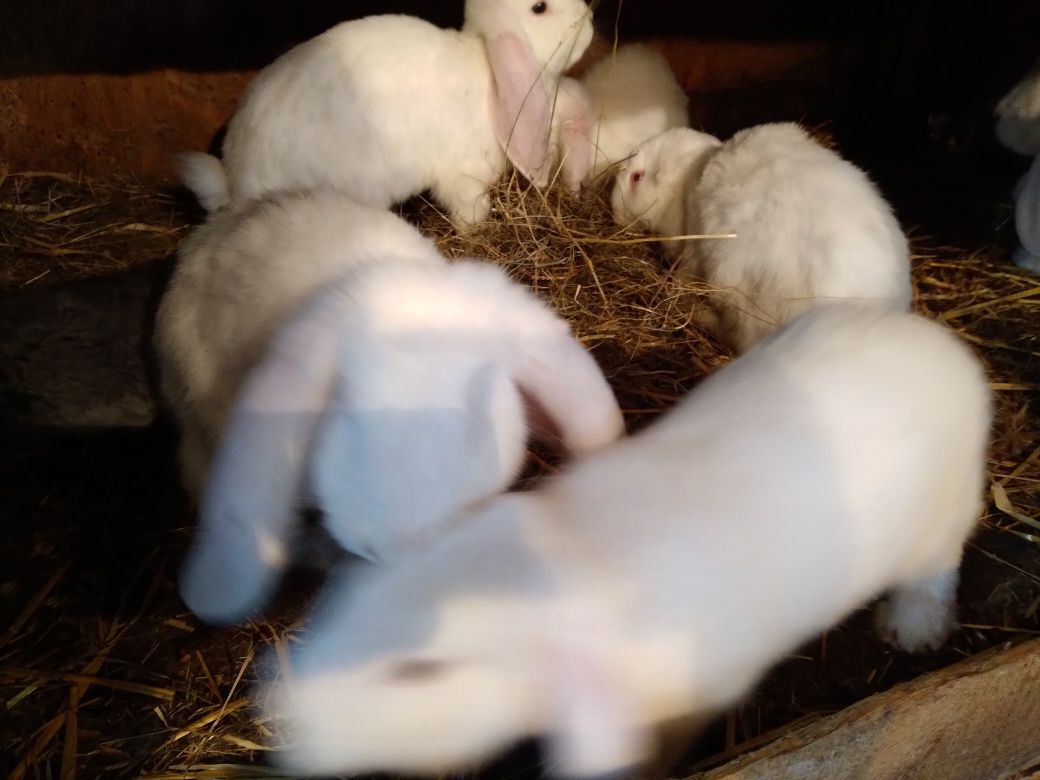 Króliki barany francuskie białe niebieskookie i czerwonookie