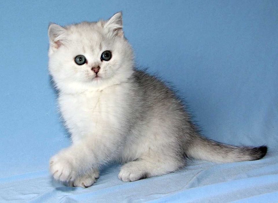 Хлопчик срібна шиншила