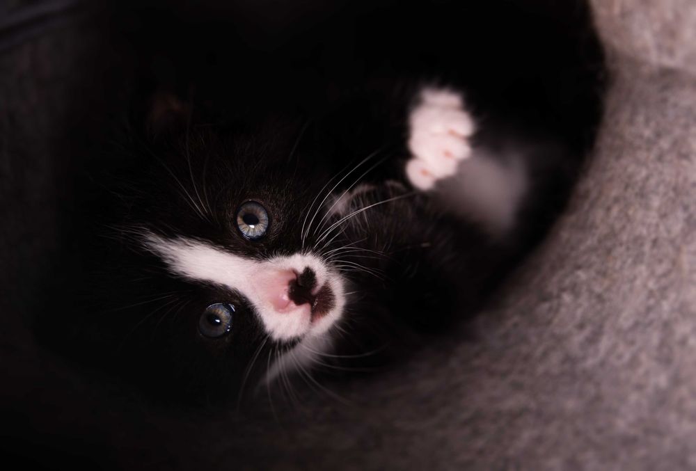 Czekam na najlepszy dom!