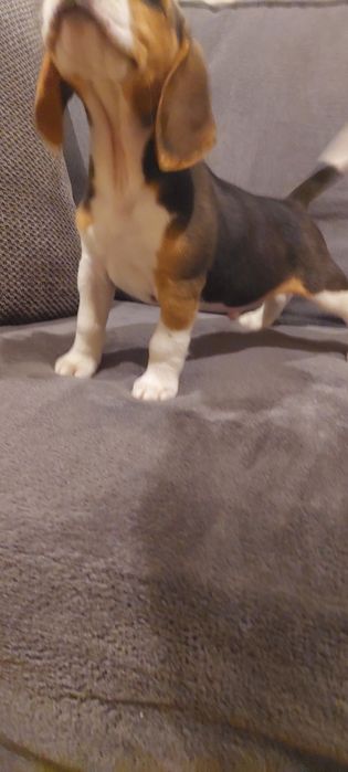 BEAGLE piesek gotowy do nowego domu