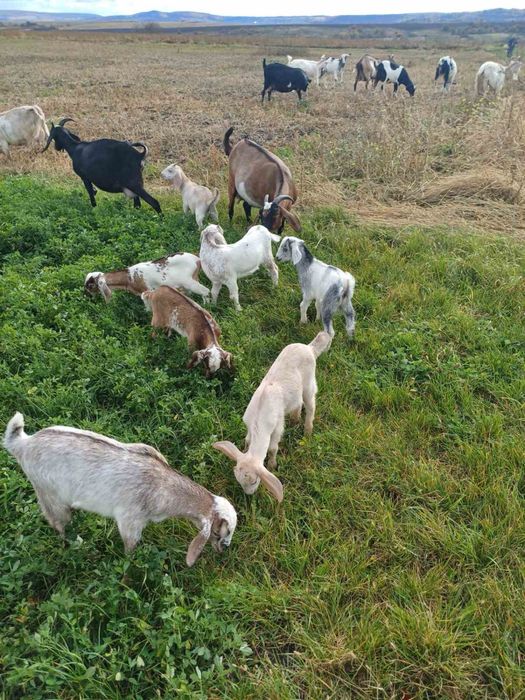 кози і козенятка