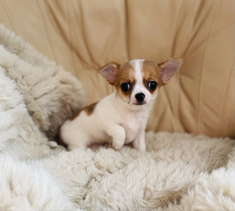 Чихуахуа — мальчик 2,5 месяца.