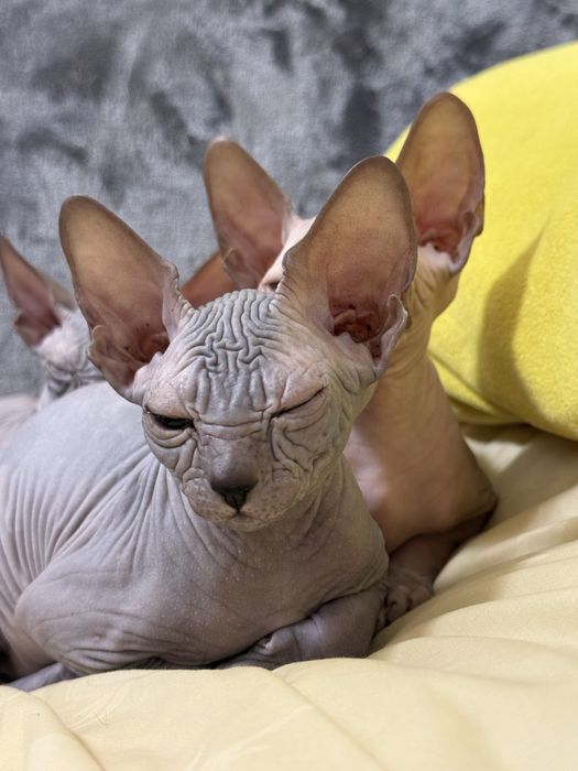 Сфінкс резинка сфинкс