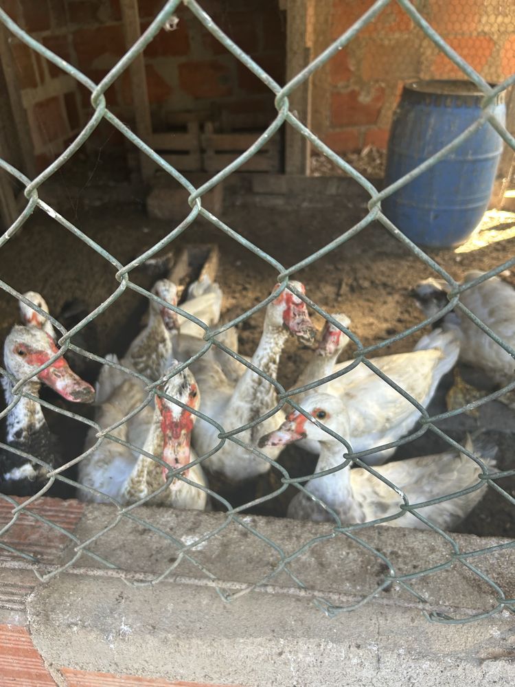 Patos mudos adultos