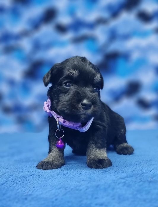 Цуценята цвергшнауцера