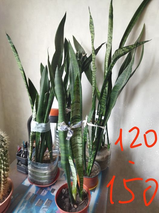 Продам кімнатні рослини