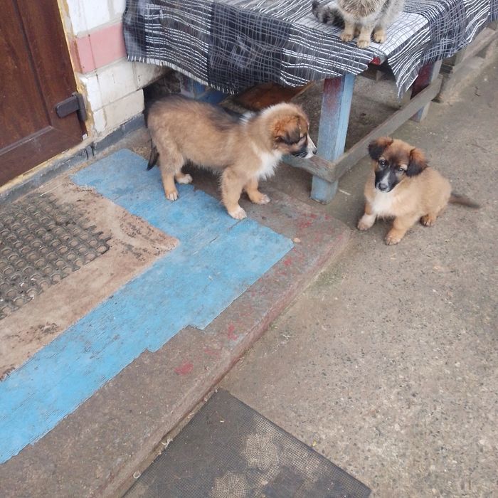 Віддам безкоштовно три дівчинки