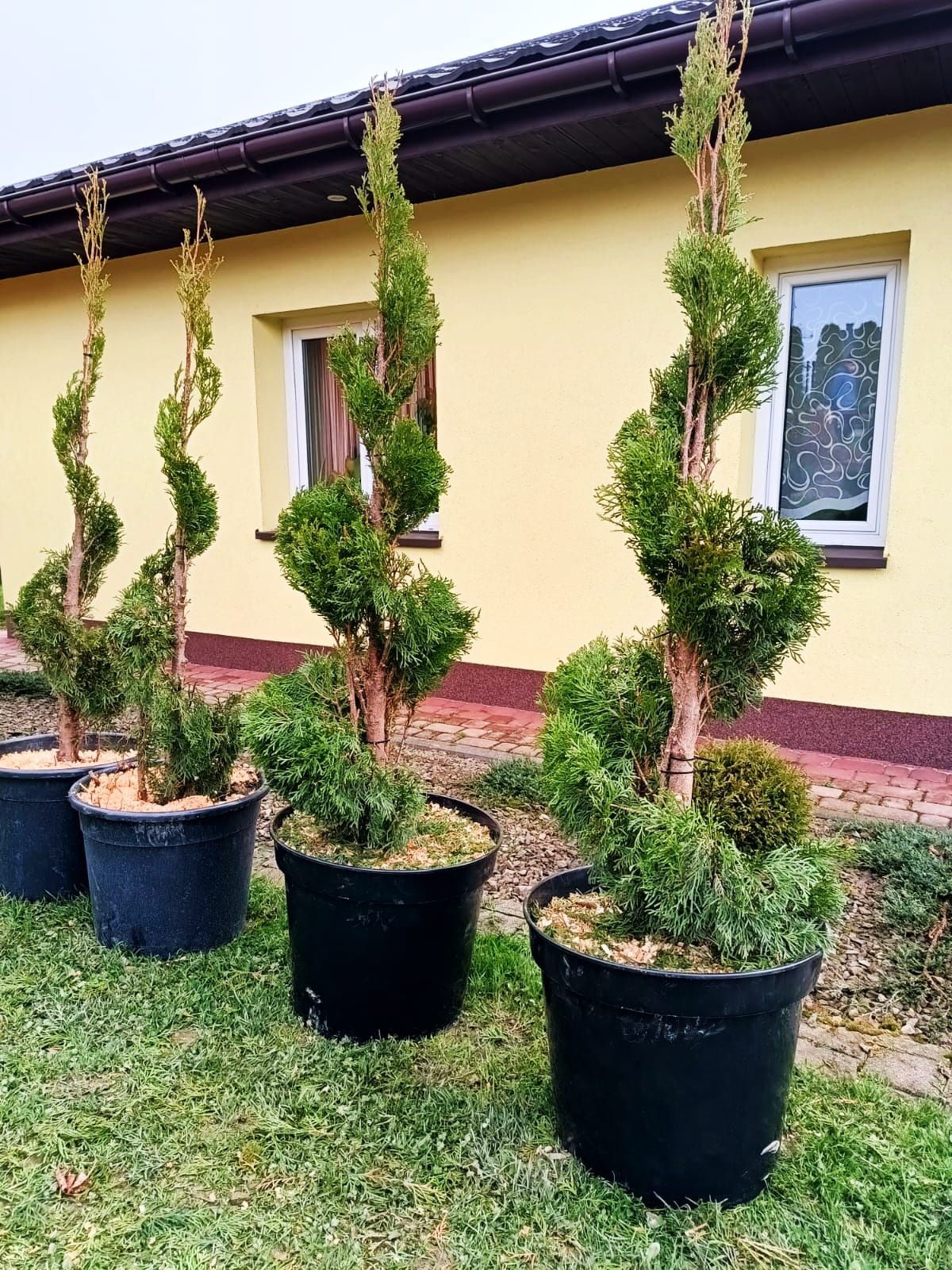 Tuja spirala od 170cm