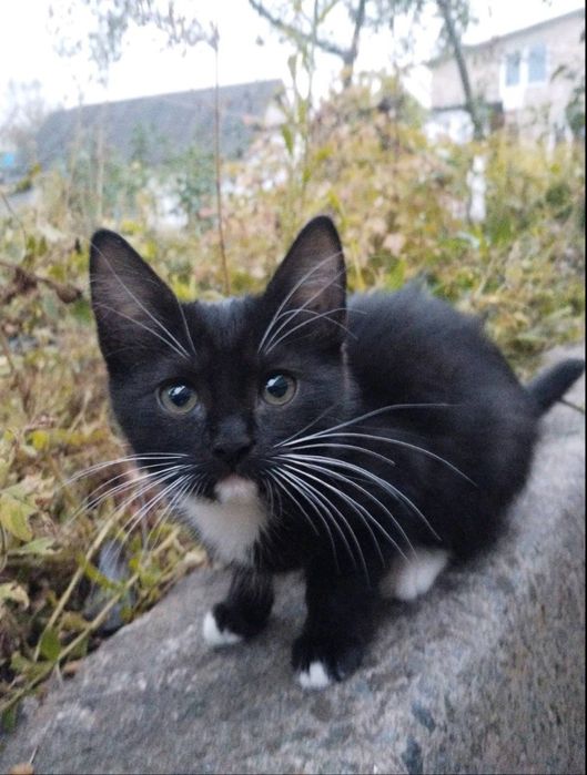 Миле та грайливе кошеня шукає домівку