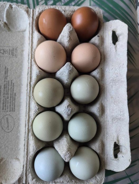 Jaja lęgowe kur niosek jajka kolorowe, tęczanka Czernichowska