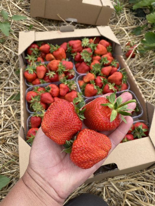 Продам саджанці полуниці копанка, розсада полуниці