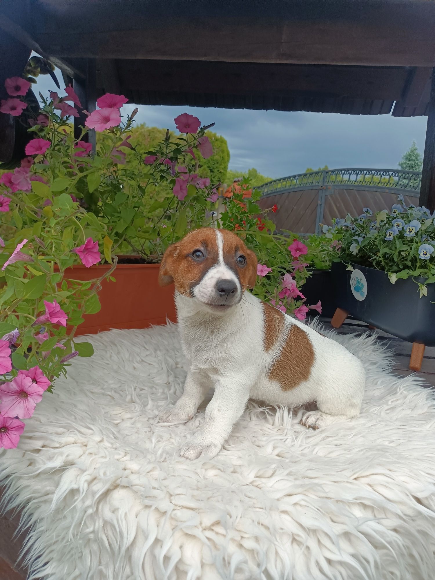 Jack Russell Terrier