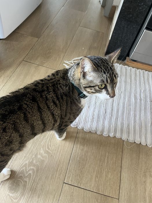 Doaçao de gato docil