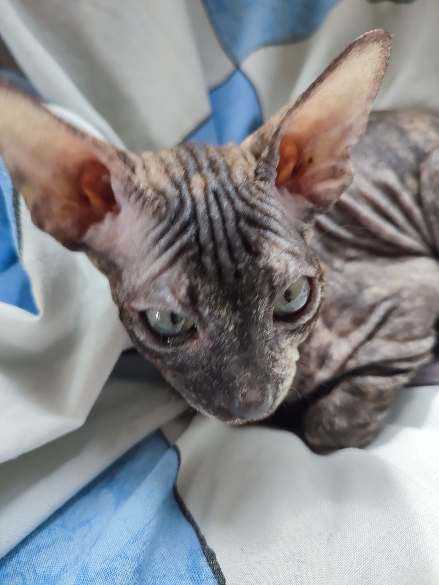 Кошерная кошечка Донской сфинкс  Доставка